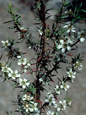 APII jpeg image of Leptospermum continentale  © contact APII