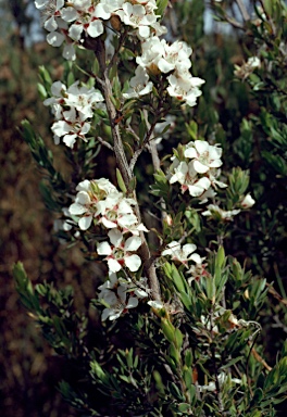 APII jpeg image of Leptospermum nitidum  © contact APII