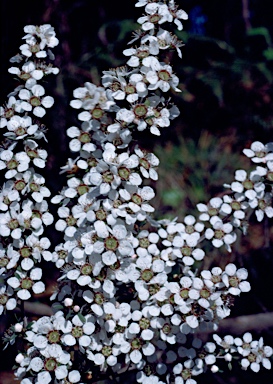 APII jpeg image of Leptospermum myrsinoides  © contact APII