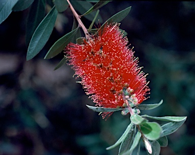 APII jpeg image of Callistemon comboynensis  © contact APII