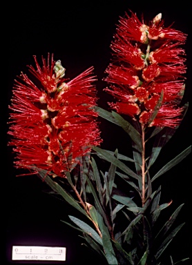 APII jpeg image of Callistemon 'Hannah Ray'  © contact APII