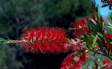 APII jpeg image of Callistemon 'Ewan Road'  © contact APII