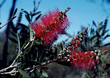 APII jpeg image of Callistemon citrinus 'Eastland'  © contact APII