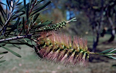 APII jpeg image of Callistemon pachyphyllus  © contact APII