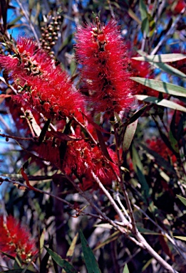 APII jpeg image of Callistemon salignus 'Pink'  © contact APII