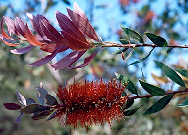 APII jpeg image of Callistemon polandii 'Inkerman'  © contact APII