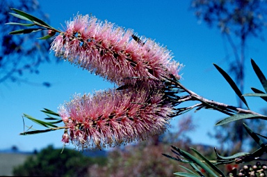 APII jpeg image of Callistemon phoeniceus 'Pink Ice'  © contact APII