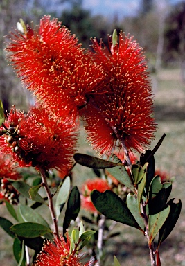 APII jpeg image of Callistemon polandii 'Lords Table'  © contact APII