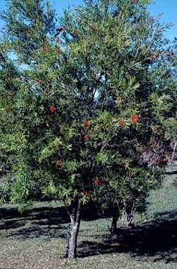 APII jpeg image of Callistemon viminalis 'Wild River'  © contact APII