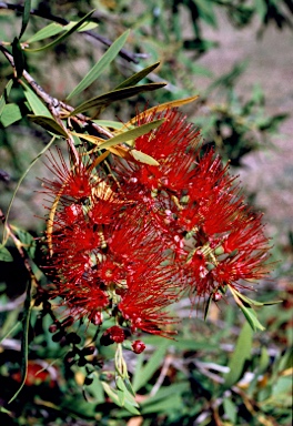 APII jpeg image of Callistemon viminalis 'Marlborough'  © contact APII