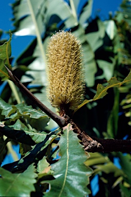 APII jpeg image of Banksia dentata  © contact APII