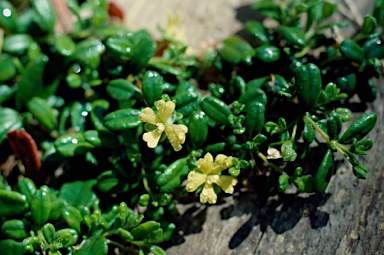 APII jpeg image of Hibbertia aspera  © contact APII