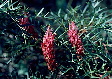 APII jpeg image of Grevillea 'Bronze Rambler'  © contact APII