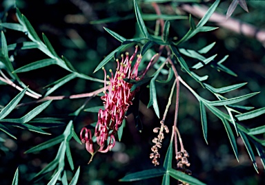 APII jpeg image of Grevillea 'Bronze Rambler'  © contact APII