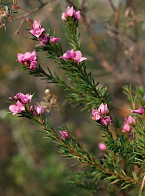 APII jpeg image of Boronia falcifolia  © contact APII