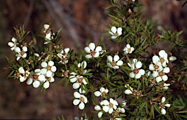 APII jpeg image of Leptospermum trinervium  © contact APII