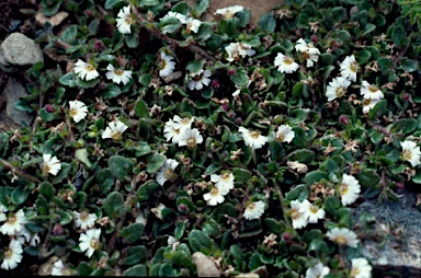 APII jpeg image of Scaevola hookeri  © contact APII