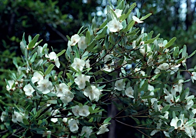 APII jpeg image of Eucryphia lucida  © contact APII