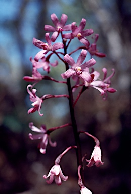 APII jpeg image of Dipodium punctatum  © contact APII