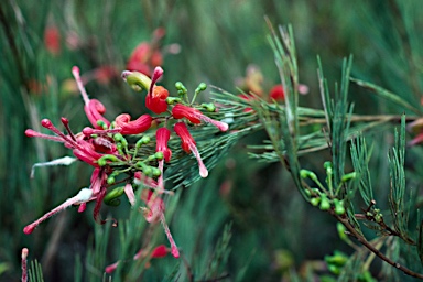 APII jpeg image of Grevillea erectiloba  © contact APII