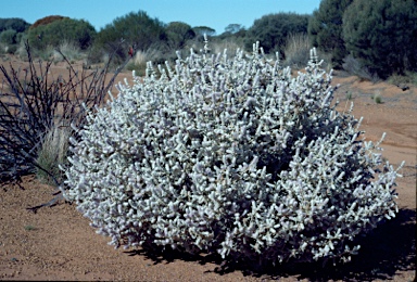 APII jpeg image of Lachnostachys verbascifolia  © contact APII