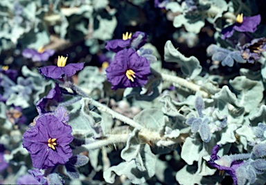 APII jpeg image of Solanum lasiophyllum  © contact APII