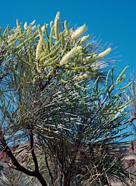 APII jpeg image of Grevillea pyramidalis  © contact APII