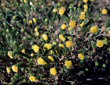 APII jpeg image of Pimelea ammocharis  © contact APII