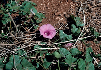 APII jpeg image of Ipomoea muelleri  © contact APII