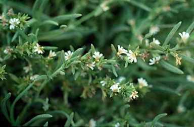 APII jpeg image of Scaevola sericophylla  © contact APII