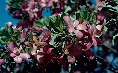 APII jpeg image of Eremophila fraseri  © contact APII