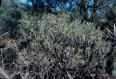 APII jpeg image of Eremophila freelingii  © contact APII