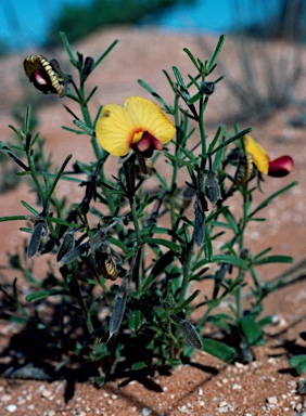 APII jpeg image of Isotropis drummondii  © contact APII