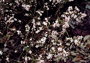 APII jpeg image of Boronia pilosa  © contact APII