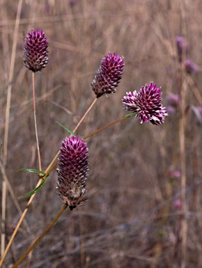 APII jpeg image of Gomphrena flaccida  © contact APII