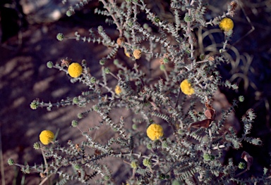 APII jpeg image of Acacia lycopodiifolia  © contact APII