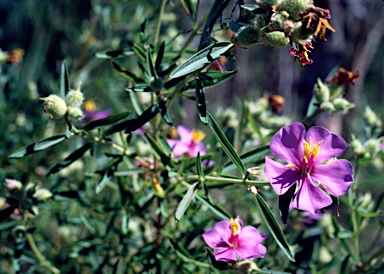 APII jpeg image of Osbeckia australiana  © contact APII