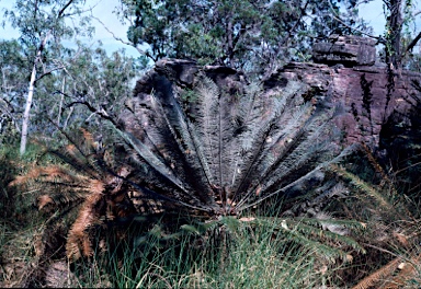 APII jpeg image of Cycas calcicola  © contact APII