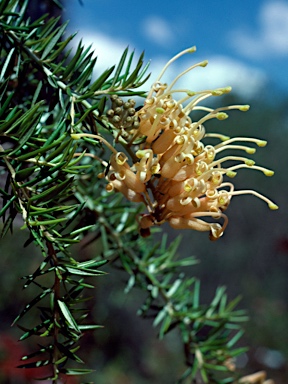 APII jpeg image of Grevillea juniperina 'Molonglo'  © contact APII