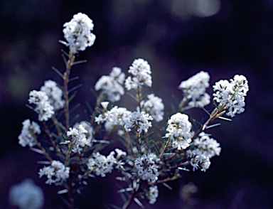 APII jpeg image of Leucopogon melaleucoides  © contact APII