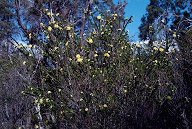 APII jpeg image of Leionema rotundifolium  © contact APII