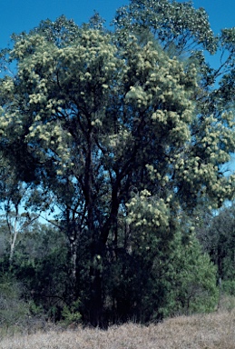 APII jpeg image of Hakea lorea  © contact APII