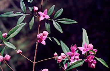 APII jpeg image of Boronia keysii  © contact APII