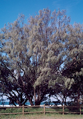 APII jpeg image of Casuarina equisetifolia  © contact APII