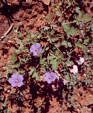 APII jpeg image of Erodium carolinianum subsp.  © contact APII