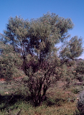 APII jpeg image of Eremophila longifolia  © contact APII