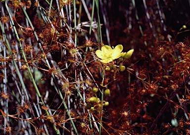 APII jpeg image of Drosera moorei  © contact APII