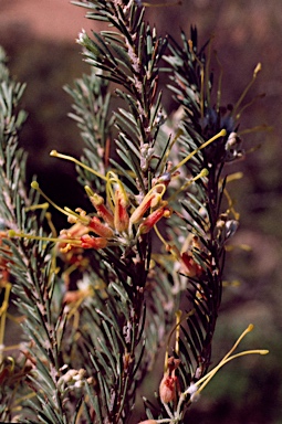 APII jpeg image of Grevillea yorkrakinensis  © contact APII