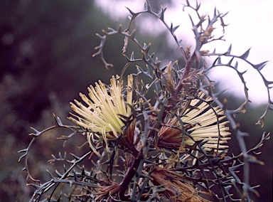 APII jpeg image of Banksia hewardiana  © contact APII