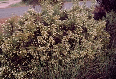 APII jpeg image of Grevillea kenneallyi  © contact APII